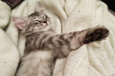 Продаю кошку. Котёнок. Фото4