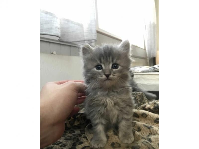 В дар кошку