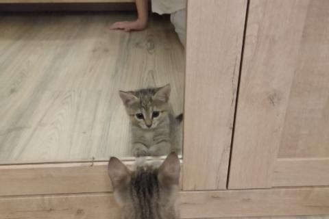 В дар кошку. Котёнок. девочка. Фото1