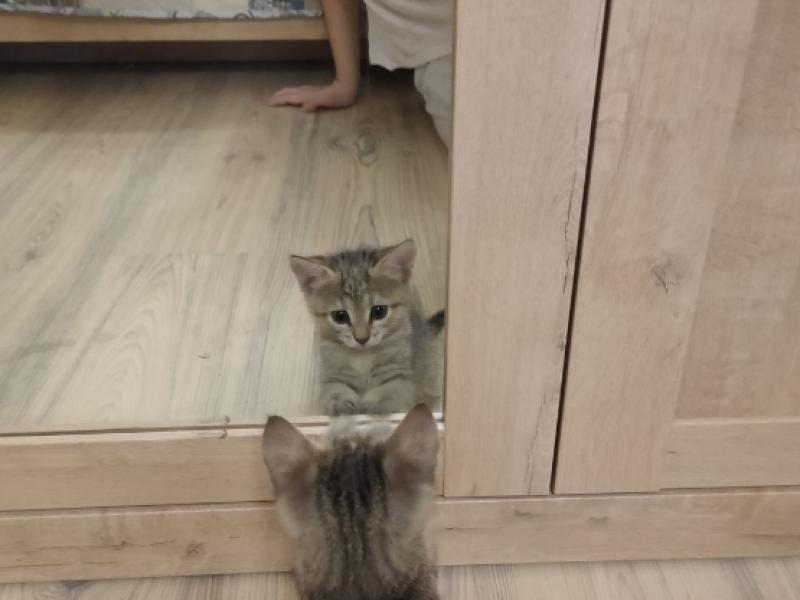 В дар кошку