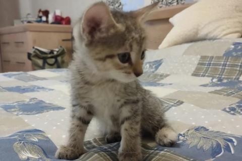 В дар кошку. Котёнок. девочка. Фото2
