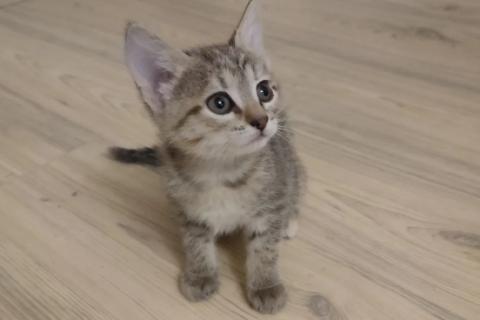 В дар кошку. Котёнок. девочка. Фото3
