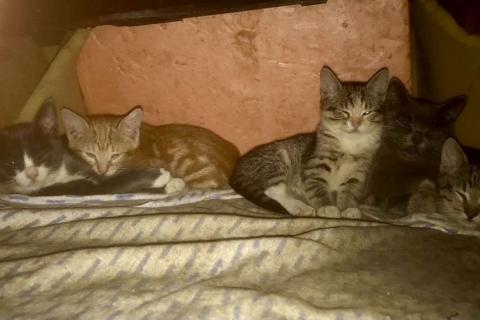 В дар кошку. Котятки в добрые руки. Фото1