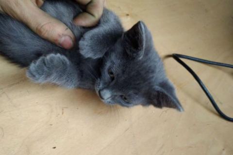 В дар кошку. Котенок. Фото4