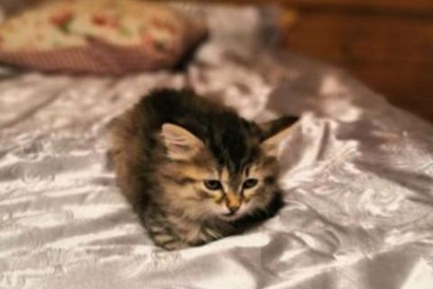 В дар кошку. Котята. Фото2