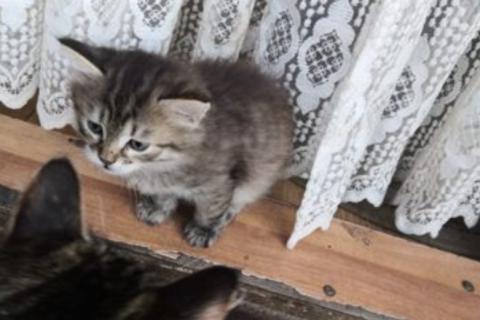 В дар кошку. Котята. Фото3