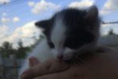 В дар кошку. Котята. Фото4
