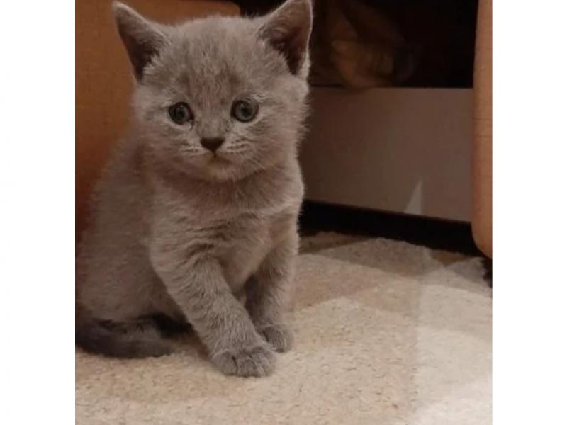 Продаю кошку