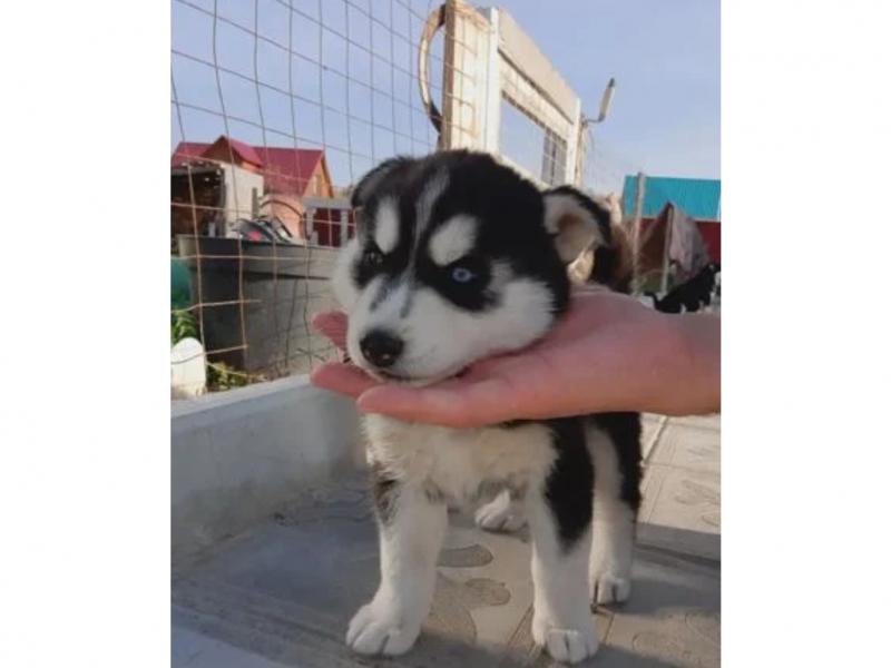Продаю собаку
