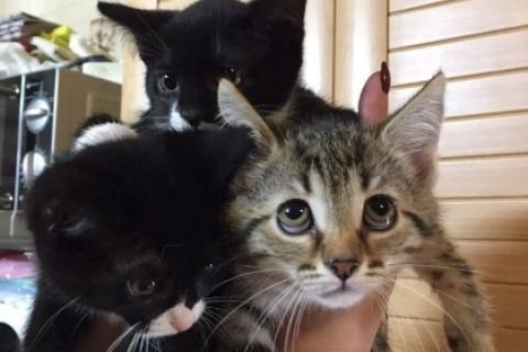 В дар кошку. Котята. Фото1