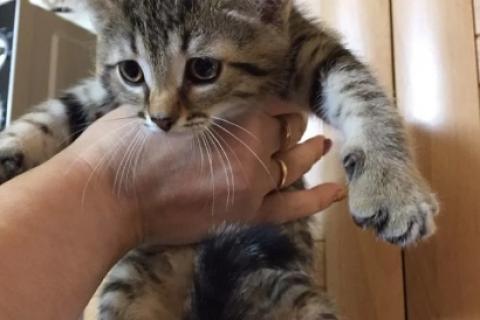В дар кошку. Котята. Фото2
