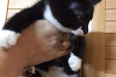 В дар кошку. Котята. Фото3