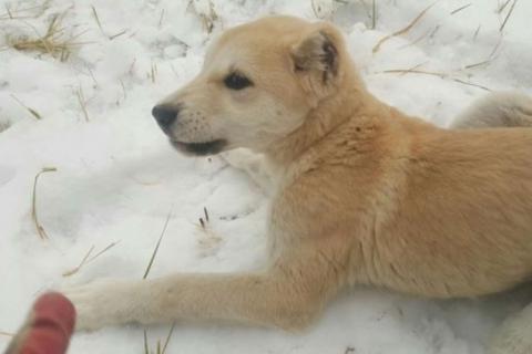 Продаю собаку. Среднеазиатская овчарка. Фото1