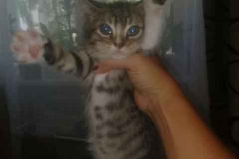 В дар кошку. Кошечка. Фото2