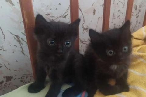 В дар кошку. Котенок котята. Фото1