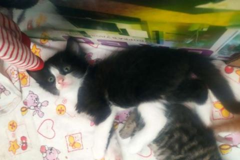 В дар кошку. Котенок котята. Фото2