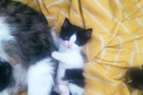 В дар кошку. Котенок котята. Фото3