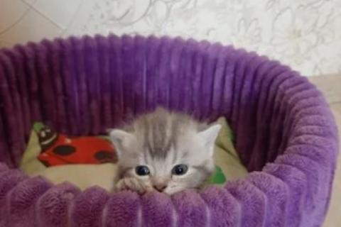 Продаю кошку. Британские вислоухие котята. Фото1