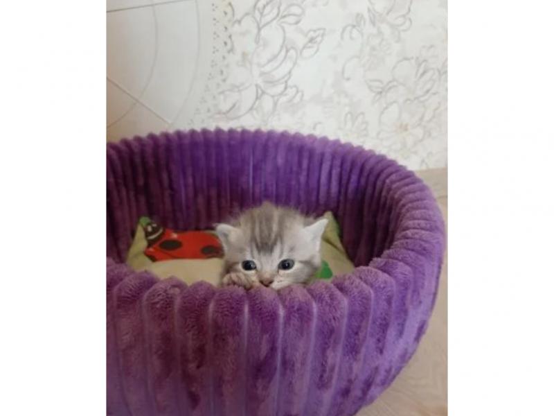 Продаю кошку