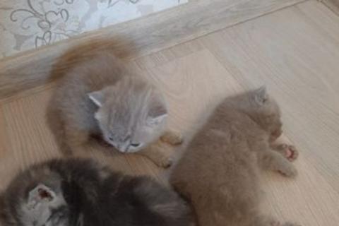 Продаю кошку. Британские вислоухие котята. Фото2