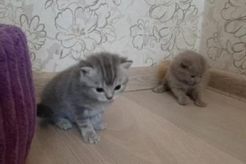 Продаю кошку. Британские вислоухие котята. Фото3