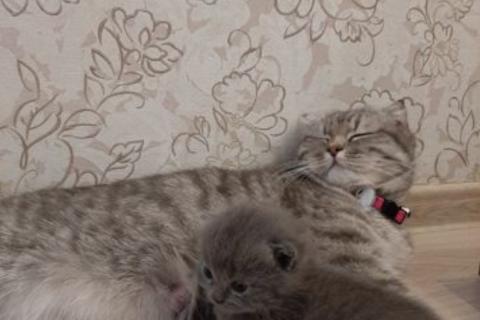 Продаю кошку. Британские вислоухие котята. Фото4