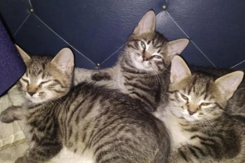 Продаю кошку. Милые котята метисы. Фото4