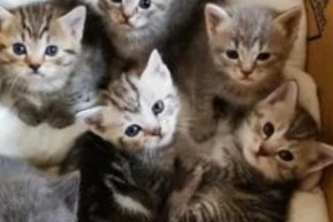 Продаю кошку. Продаются британские Котята. Фото4