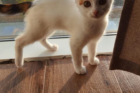 В дар кошку. Отдам котят в добрые руки!. Фото1
