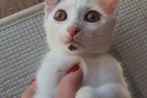 В дар кошку. Отдам котят в добрые руки!. Фото2
