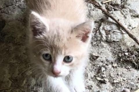 В дар кошку. Котик. Фото1