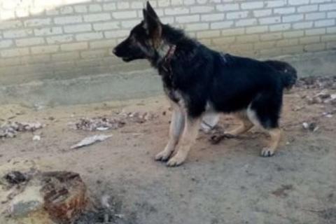 Продаю собаку. Немецкая овчарка. Фото1