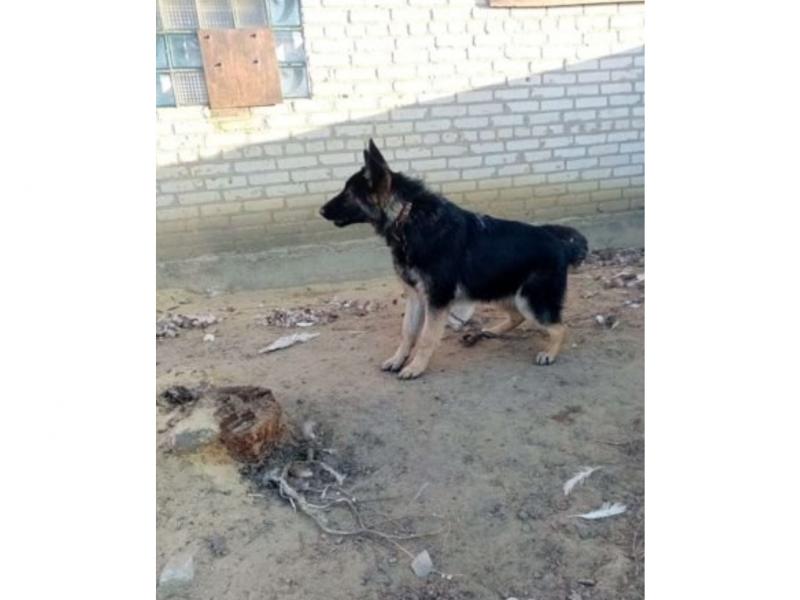 Продаю собаку