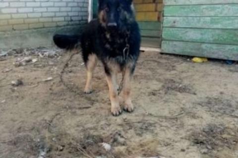 Продаю собаку. Немецкая овчарка. Фото2