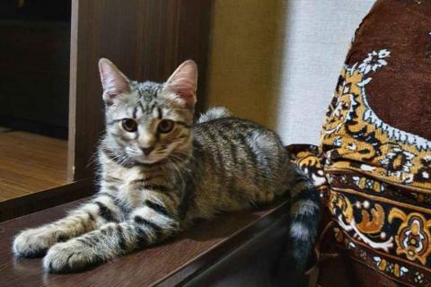 Продаю кошку. В надежные руки. Фото1