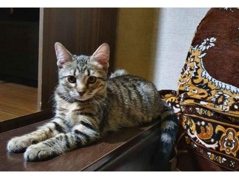 Продаю кошку