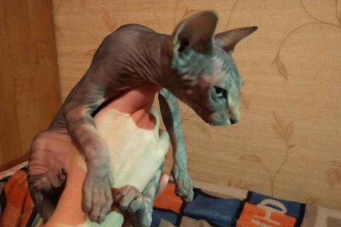 Продаю кошку. Кошечка сфинкс. Фото3