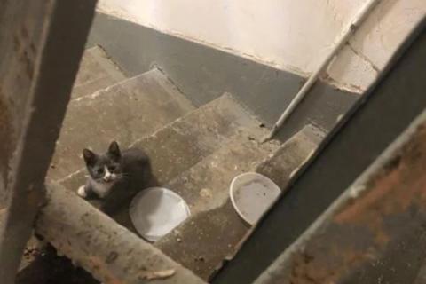 В дар кошку. Котята. Фото4