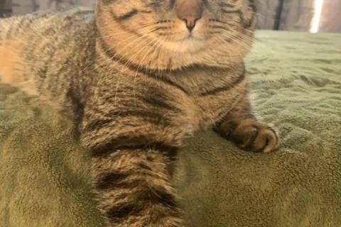 В дар кошку. Кот. Фото1
