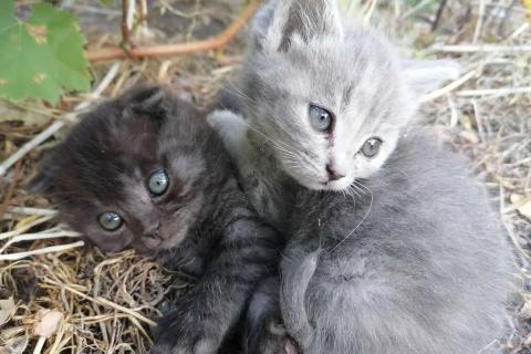 Продаю кошку. Котёнок ищет дом. Фото1
