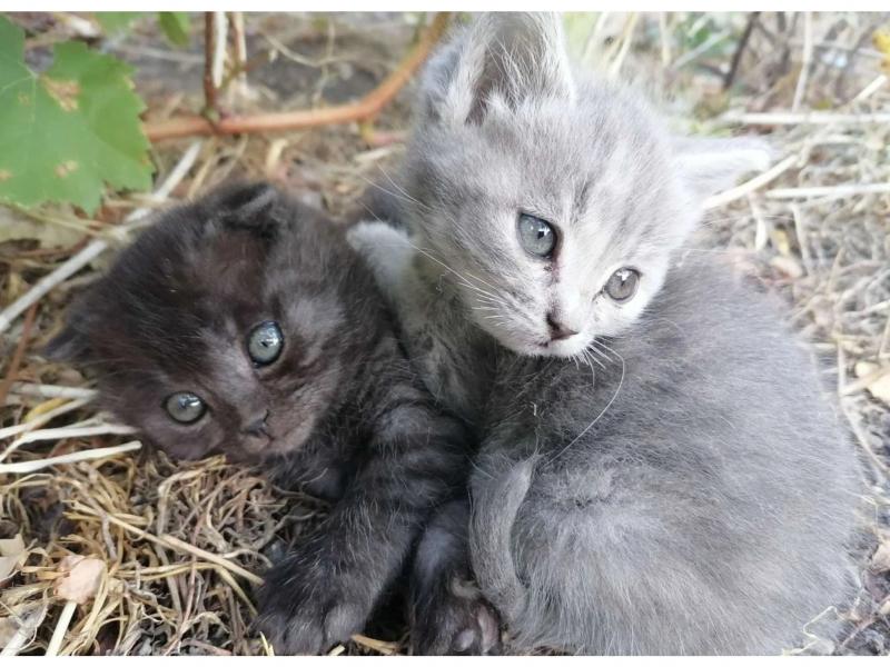 Продаю кошку