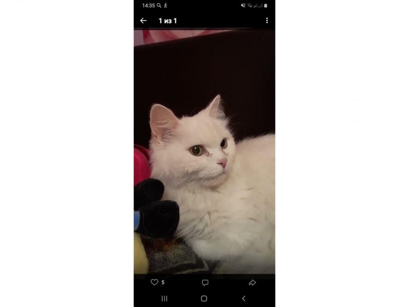 Потерял/Нашел кошку