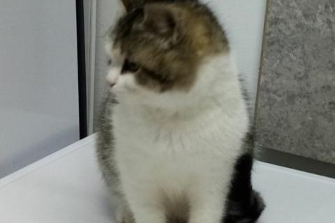 В дар кошку. Котик ищет доброго хозяина. Фото1