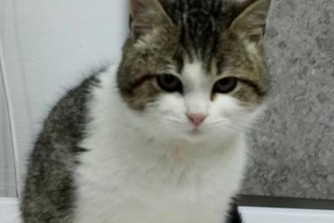 В дар кошку. Котик ищет доброго хозяина. Фото2