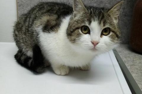 В дар кошку. Котик ищет доброго хозяина. Фото3