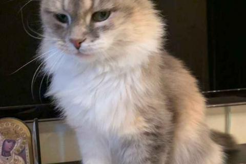 В дар кошку. Кошка ищет дом. Фото1