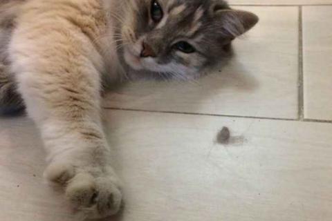 В дар кошку. Кошка ищет дом. Фото2