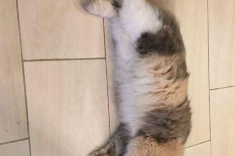 В дар кошку. Кошка ищет дом. Фото3