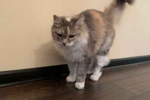 В дар кошку. Кошка ищет дом. Фото4