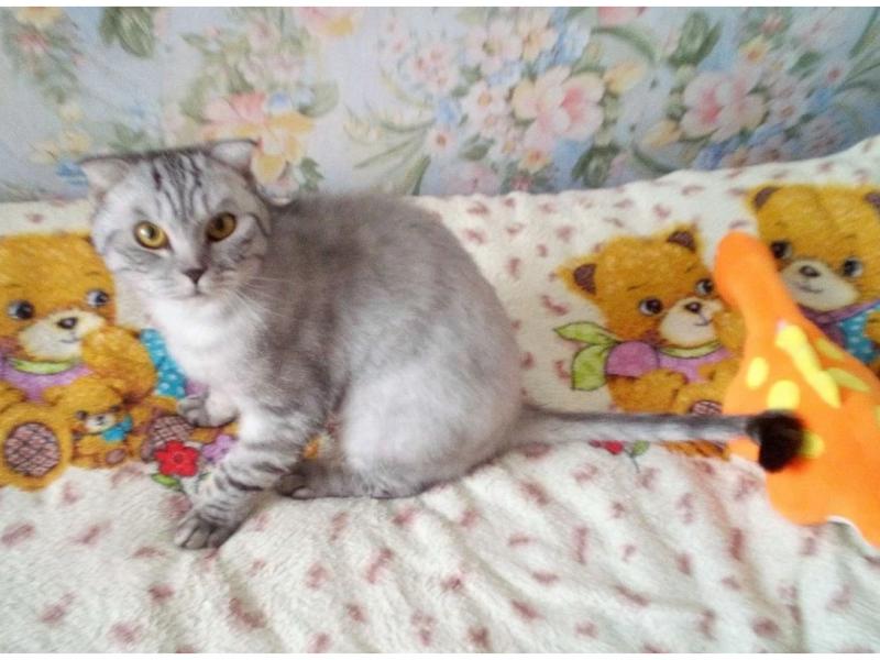 Продаю кошку